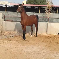 اسب درشور ترکی|اسب و تجهیزات اسب‌سواری|برازجان, |دیوار