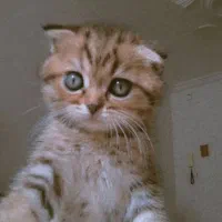 گربه نر اسکاتیش بریتیش