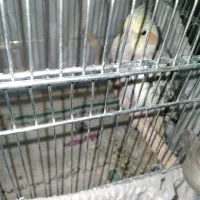 عروس هلندی
