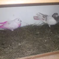 یک جفت طوقی نر وماده|پرنده|ویلکیج, |دیوار