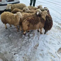 بره نر|حیوانات مزرعه|زاغه, |دیوار