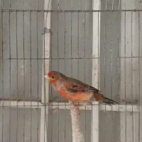 قناری|پرنده|شیراز, تندگویان|دیوار