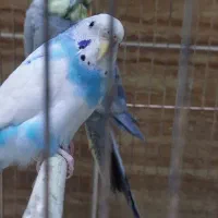 طوطی عروس|پرنده|قم, دورشهر|دیوار