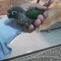 طوطی گرینجیک