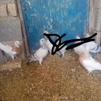 سه تا جنگ با دوتا نر فروشی|پرنده|زرند, |دیوار