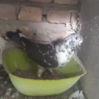 گرفتنی ماده