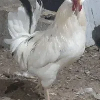 خروس گلین