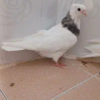 طوقی کله سیاه|پرنده|مشهد, شهرک شیرین|دیوار