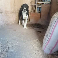 توله 8 ماهه