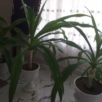 سلام گلها زیبا وقشنگ یک عدد ۹صد هزارتمان گلدنهای