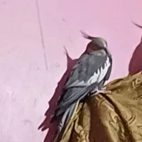 عروس هلندی|پرنده|اهواز, فرهنگ شهر|دیوار