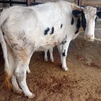 فروش گاو وگوساله