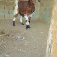 بر پاکستانی شکم اول ۳ ماه خورده ای آبستن