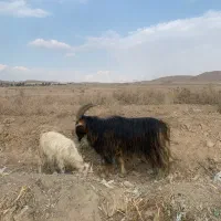 نربز برره  میش بز ۱۵ تومن|حیوانات مزرعه|کهریزک, |دیوار