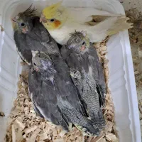 جوجه عروس سرلاکی نرم خور|پرنده|رشت, فلسطین|دیوار