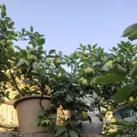 گل و گیاه