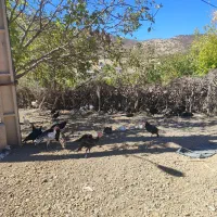 بوقلمون نورآباد|حیوانات مزرعه|نورآباد, |دیوار