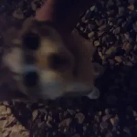 بچه گربه خانگی