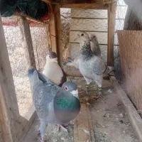 سر‌گرمی‌‌وبازی‌‌‌‌‌‌ضربه