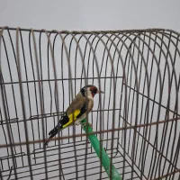 سهره نر بروجردی|پرنده|کارون, |دیوار