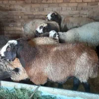 ۸راس میش جوان آبستن وبره دار|حیوانات مزرعه|تاکستان, |دیوار