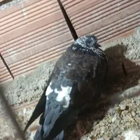 ۹۵۰ تومان کلش|پرنده|گرگان, |دیوار