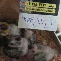 طوطی کده نوظهور ، اردبیل|پرنده|اردبیل, |دیوار