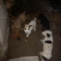 توله|سگ|مشهد, سازمان آب|دیوار