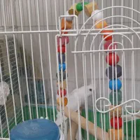 عروس هلندی البینو چشم شرابی نرو ماده با قفس و لانه|پرنده|گرگان, |دیوار