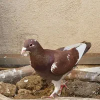 کبوتر قره سرخ