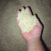 یک تن جو انصار دیم بذر ی