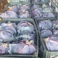 نیرو جهت سورت وبسته بندی تربار