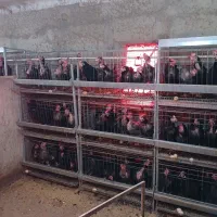 قفس مرغ تخم گذار|لوازم جانبی حیوانات|صالح آباد, |دیوار