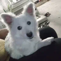 سگ پا کوتاه