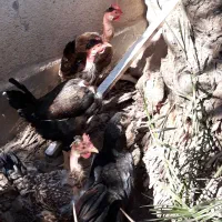 مرغ گردن لخت تخم گذار