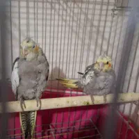 ۳ عددجوجه عروس هلندی تازه دون خور شدن رام رام