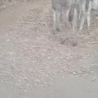 کره خرنرداخله گوسفند