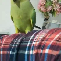 طوطی رام رام دستی|پرنده|عنبرآباد, |دیوار