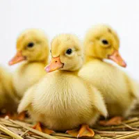 فروش اردک ۲۰ تا ۳۰ روزه