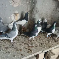 شهری بهبهانی