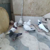 کفتر یا. کبوتر