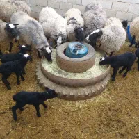 گوسفند رومانوف|حیوانات مزرعه|شهریار, شهرک اداری تندگویان|دیوار