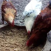 خروس|حیوانات مزرعه|رشت, پیرکلاچای|دیوار