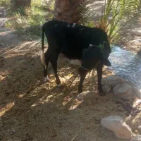 فروش دو عدد گاو ماده با گوساله ماده