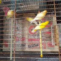 تعدادی قناری پرتقالی و لیمویی|پرنده|رشت, دیانتی|دیوار