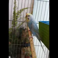 جفت مرغ عشق رینبو اصل