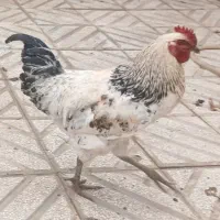 یک عدد خروس محلی جوان ۵۰۰تومان