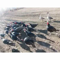 بوقلمونهای نر وماده هم تکی هم یکجا به فروش می رسد