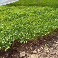 نشا نهال گوجه بادمجان فلفل بامیه توت فرنگی خیار