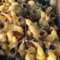 جوجه اردک